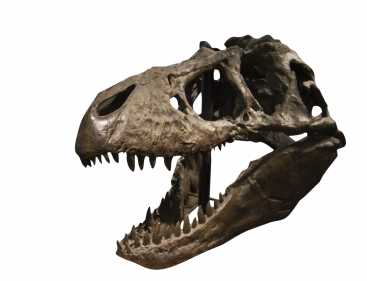 清道夫T.Rex比狮子更像鬣狗